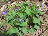 Wild Edible Wild Violets