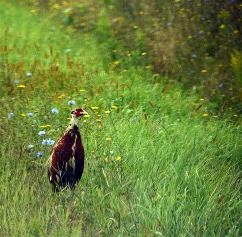 Immature Male Ring-necked Pheasant Stock Image - Image of rural ...