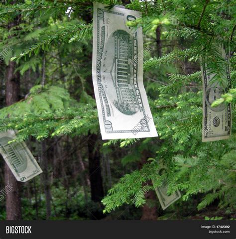 Money Grows On Trees Image And Photo Bigstock