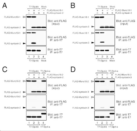 Reduced Munc Dependent Syn Taxin Binding Activity Of Slp B A