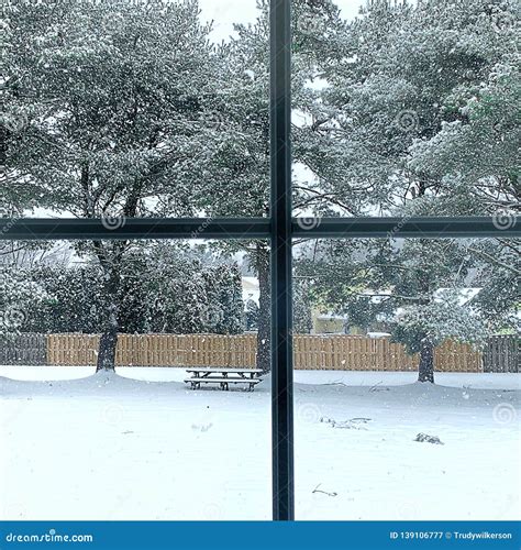 Window View of Winter Snow Storm in Progress. View of Large Pine Trees and Backyard Covered in ...