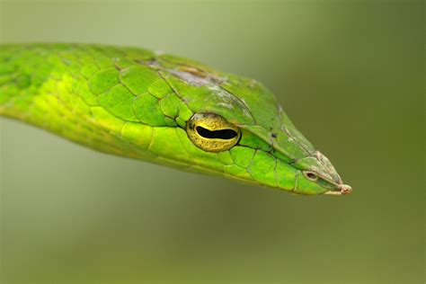 Green Vine Snake Shot At Agumbe Wikiag Sri