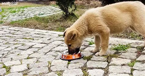 Heroic Stray Puppy Refuses to Leave Injured Mother’s Side – Madly Odd!