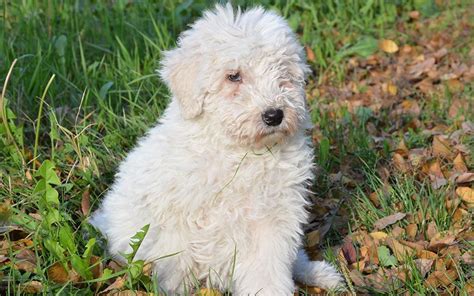 Komondor Dog Breed Information & Pictures