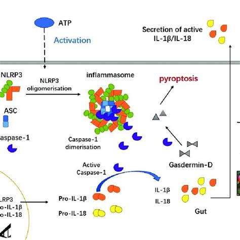 Cacumen Platycladi And Quercetin Inhibit The NLRP3 Signaling Pathway In