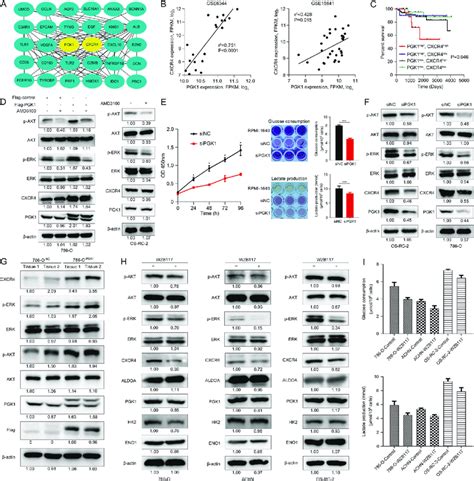 PGK1 Activates CXCR4 ERK Pathway In KIRC Cells Tissues A PGK1 And