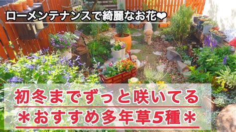 【おすすめ多年草】丈夫で綺麗な多年草壁面を飾る防寒対策ブリキの多肉北側花壇サンタ犬 Youtube