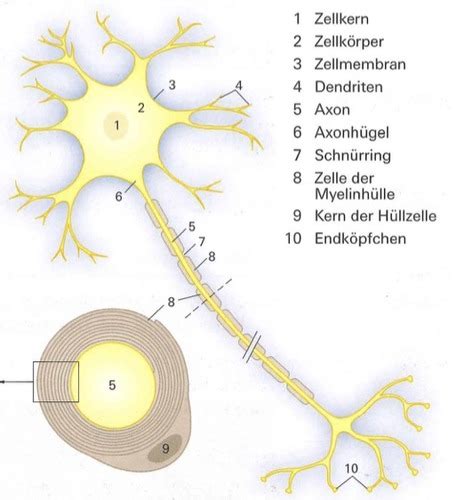 Nervensystem Flashcards Quizlet