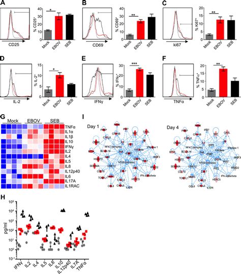 Ebov Activates Cd4 T Cells And Induces The Release Of Inflammatory