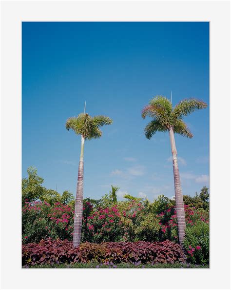 Palm Trees At Turks And Caicos Palm Trees On Kodak Ektar Fuj Flickr