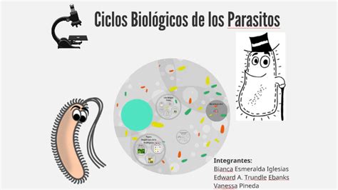 Ciclos Biologicos De Los Parasitos By Edward A Trundle On Prezi