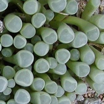 Fenestraria Rhopalophylla Ssp Aurantiaca Vensterplantjie Window