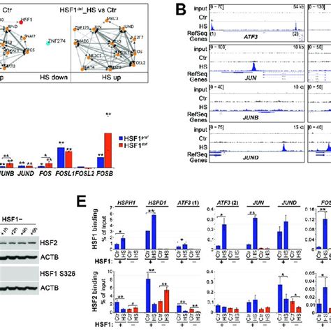 Heat Shock Initiates The Formation Of A Transcriptional Regulatory