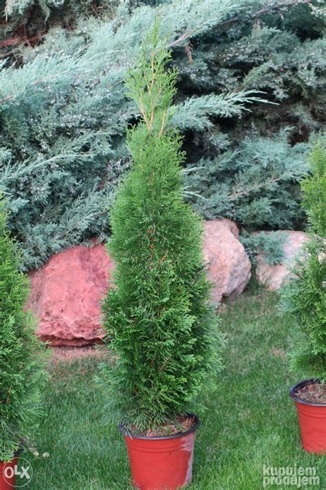 Thuja Smaragd Sadnice Olx Ba