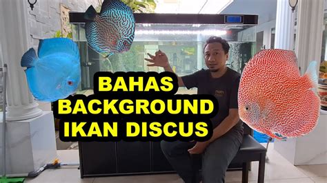 Bahas Background Untuk Ikan Discus Discus Fish Ikan Hias Main