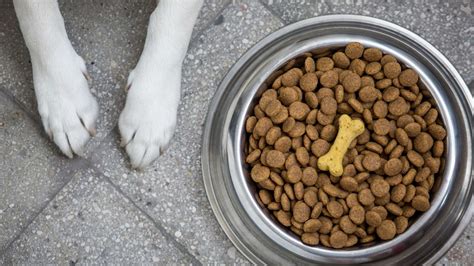 What is Kibble? - Guideline on How to Choose Kibble for Your Fur Baby