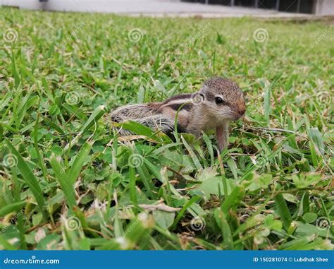 A Baby Squirrel Playing in Our Garden Stock Photo - Image of mediumsize ...