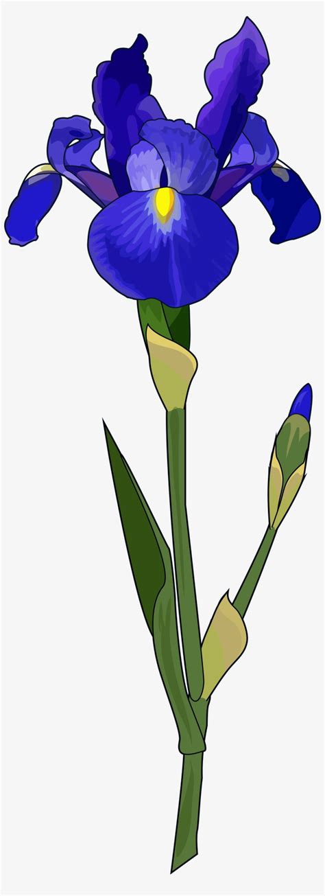 Purple Iris Flower Png - Garret Johnston