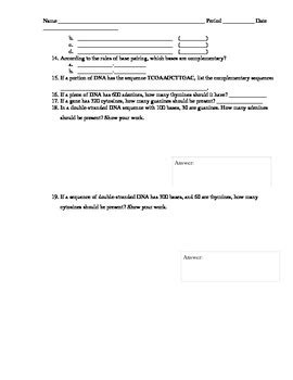 DNA Structure Worksheet by D Meister | Teachers Pay Teachers