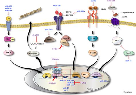 Tgf And Wnt Signaling Pathways In Cardiac Fibrosis Non Coding Rnas