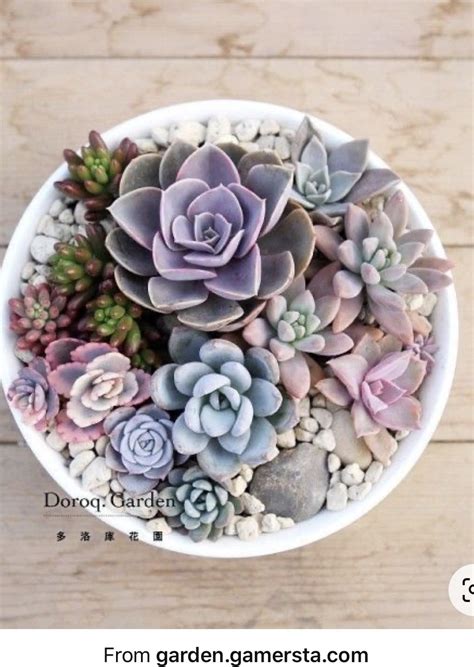 How To Make An Artistic Succulent Dish Garden Artofit