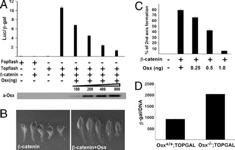 Inhibition Of Catenin Transcription Activity By Osx A Osx