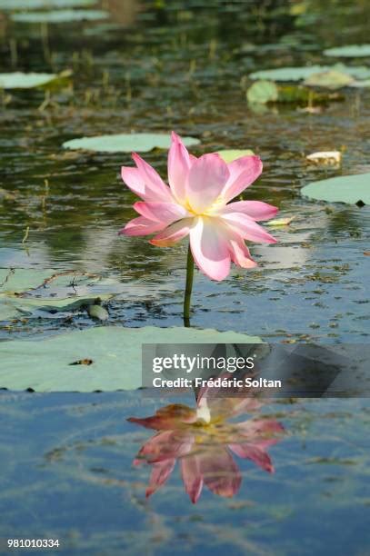 India Lotus Flower Photos and Premium High Res Pictures - Getty Images