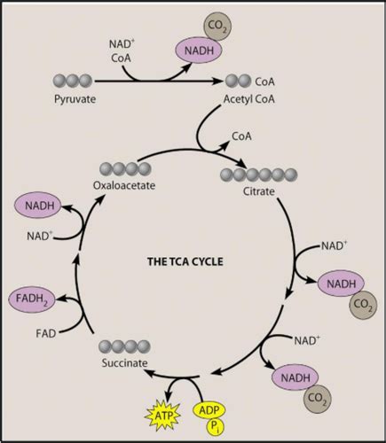 Tca Cycle Oxidative Phosphorylation Flashcards Quizlet