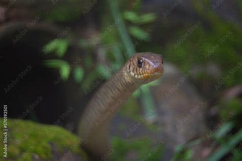 Ptyas Mucosa Commonly Known As The Oriental Ratsnake Indian Rat Snake