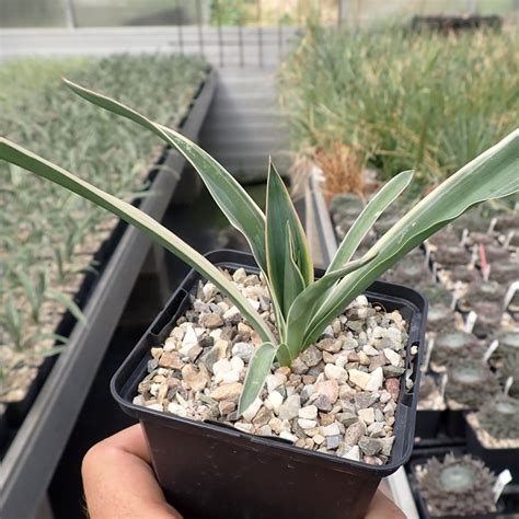 Yucca filamentosa cv Bright Edge dw Uhlig Kakteen Über 5000