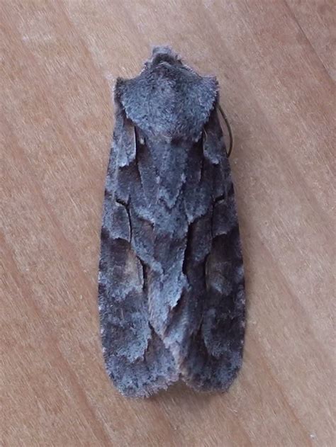 local lithophane  fascinating genus dakota naturalist