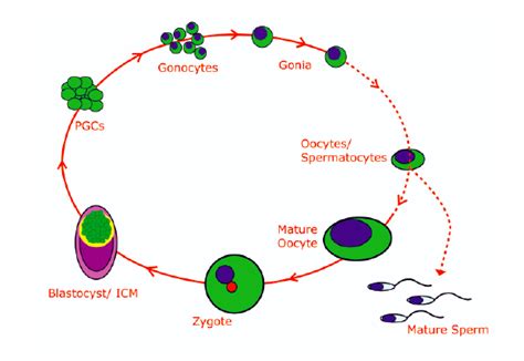 Gametogenesis Definition Stages And Types Neet Pg Anatomy