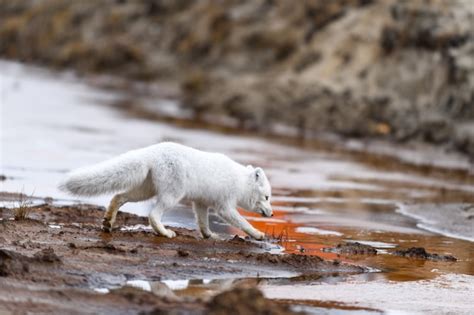 Raposa Do Rtico Vulpes Lagopus Na Tundra Selvagem Raposa Do Rtico