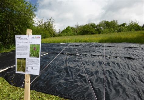 Artenförderung Orchideen NVV Höngg