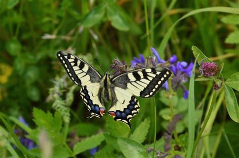 Zebra Swallowtail Butterfly Spiritual Meaning Transmutation