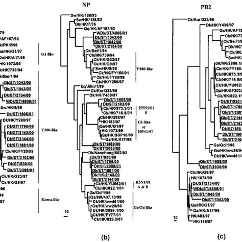 Phylogenetic Trees For The Pb1 A Pa B And Ns C Genes Of