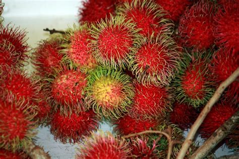 Lychee Fruit Health Benefits And More Artofit