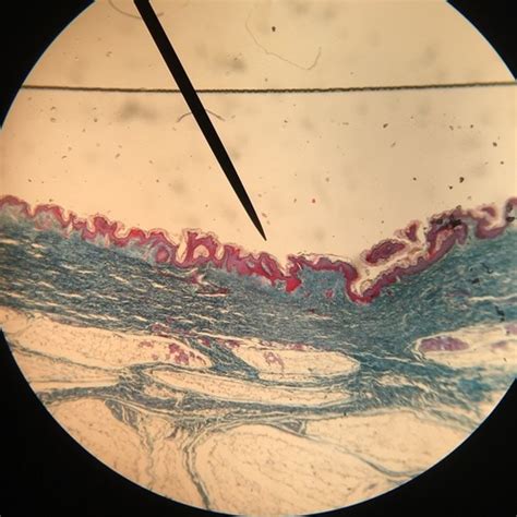 Anatomy Body Tissues Lab Practical Flashcards Quizlet