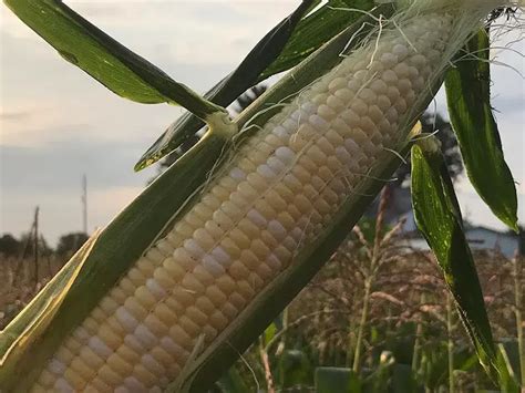 How To Grow Sweetcorn In The Uk Grown Local