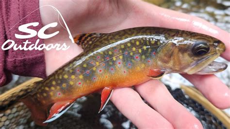 Pretty Fish In A Pretty Place Fly Fishing In The Poconos YouTube