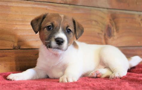 Chiot Elevage Du Normont Eleveur De Chiens Jack Russell Terrier