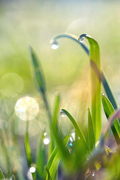 Premium Photo | Close-up of dew on grass