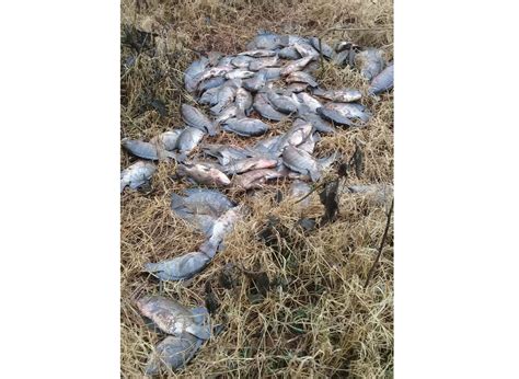 Centenas De Peixes Aparecem Mortos Em A Ude No Interior De Humait