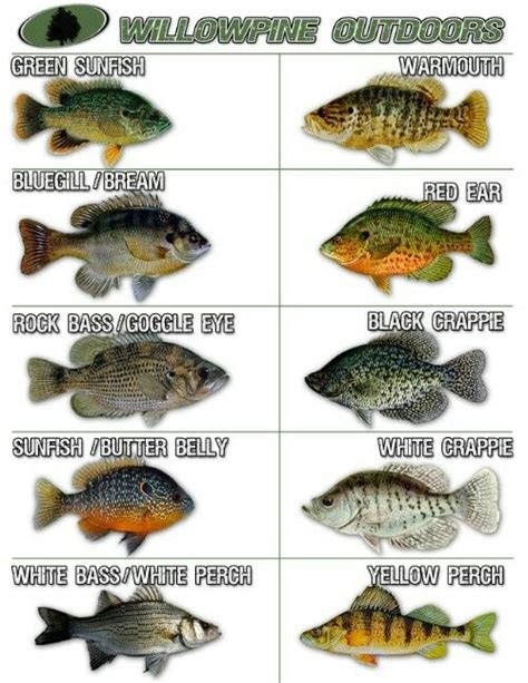 Sunfish Identification Chart