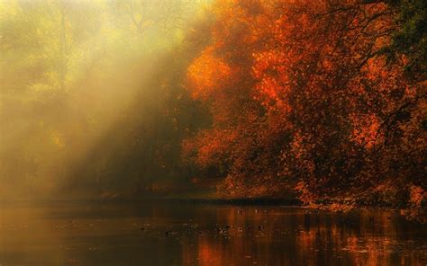 Nature Landscape Forest River Fall Leaves Sun Rays Mist Sunlight Trees