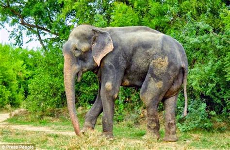 Victoria Raju El Elefante Torturado Por 50 Años Que Lloró Al Ser Liberado Ahora Lo Será Para