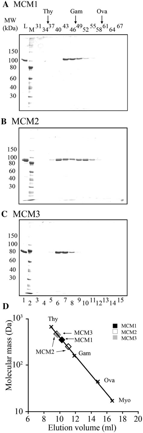 Sephadex Size Exclusion Chromatography Of Mcm Mcm And Mcm The