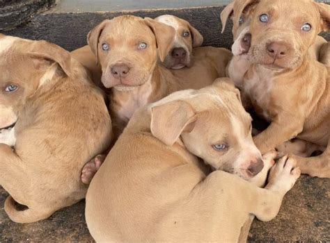 For Sale Full Breed Red Nose Pitbull Puppies Santa Cruz