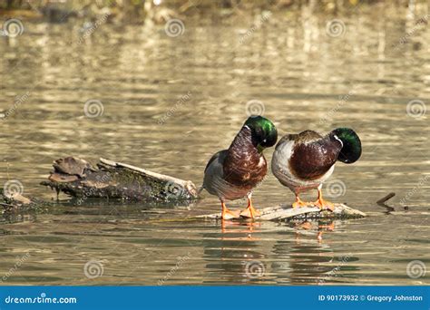 Male Mallards Preening Themselves Stock Photo Image Of Nature Beak