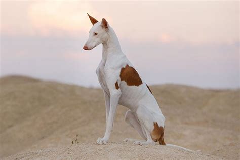 Ibizan Hound Dog Breed Information